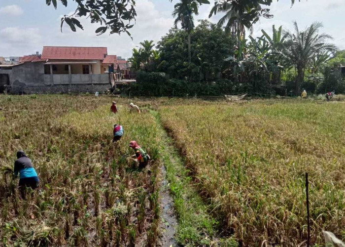 Manfaatkan Lahan Terbatas, Warga Ini Sukses Tanam Padi dan Dukung Program Ketahanan Pangan