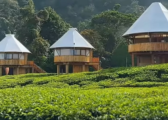 The Ciliwung Glamping: Tempat Menginap yang Nyaman di Bogor dengan Pemandangan Kebun Tehnya!