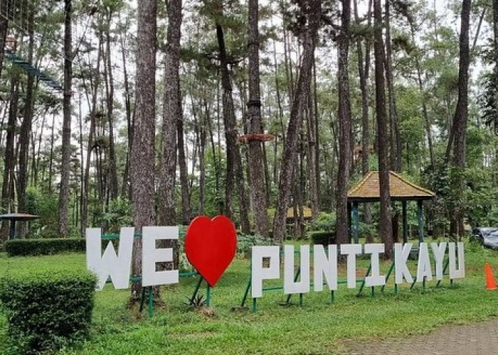 Bukan di Jogja atau Bandung, Hutan Pinus ini Ada di Pusat Kota Palembang Sumatera Selatan