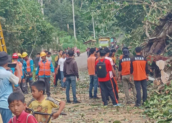 BPBD OKU Bersihkan Pohon Tumbang di Ruas Jalan Desa Tanjung Baru