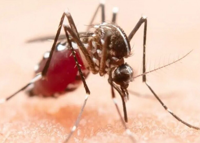 7 Cara Mengusir Nyamuk Secara Alami Tanpa Bahan Kimia