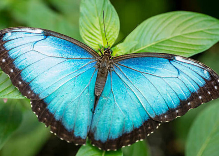 Sisik Ajaib dan Kilau Spektakuler: Pesona Mikrokosmos Kupu-kupu yang Menginspirasi Inovasi Teknologi