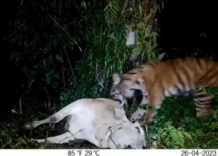 Heboh, Warga Panik Harimau Sumatera Mangsa Anak Sapi di Tangkahan Langkat