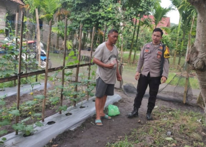 Dorong Ketahanan Pangan Lewat Budidaya Melon