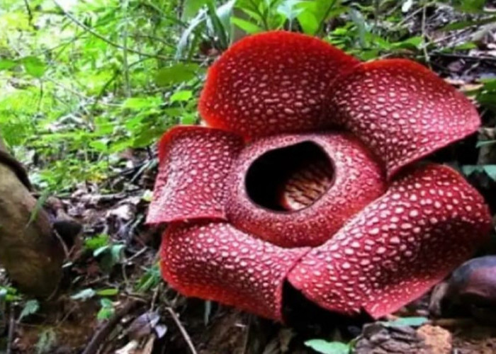 Bunga Raflesia Salah Satu Bunga Raksasa yang Hanya Ada di Provinsi Bengkulu, Simak Keunikannya...