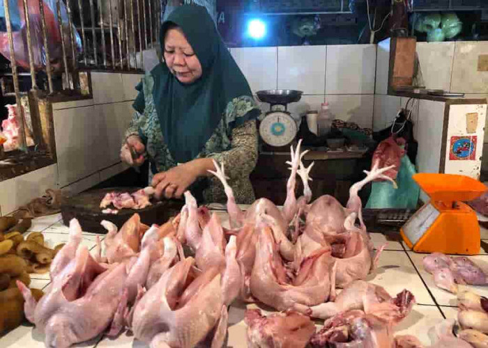 Harga Ayam di Pasaran Turun Jadi Rp30 ribu Per Kilogram