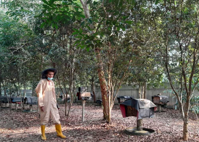 Dari Sakotak Lebah dan Setetes Madu, Asa Itu Kembali Tumbuh 