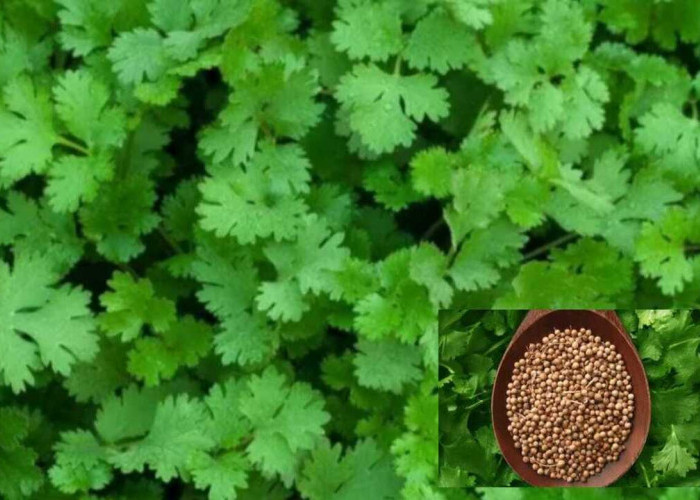 Keluarkan Racun di Tubuh dengan Daun Ketumbar, Ini Caranya!