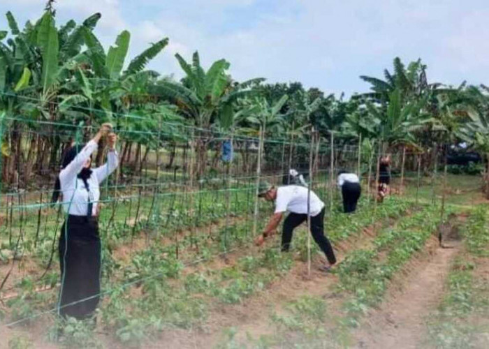 Lapas Kayuagung Dukung Ketahanan Pangan Melalui Optimalisasi AAE