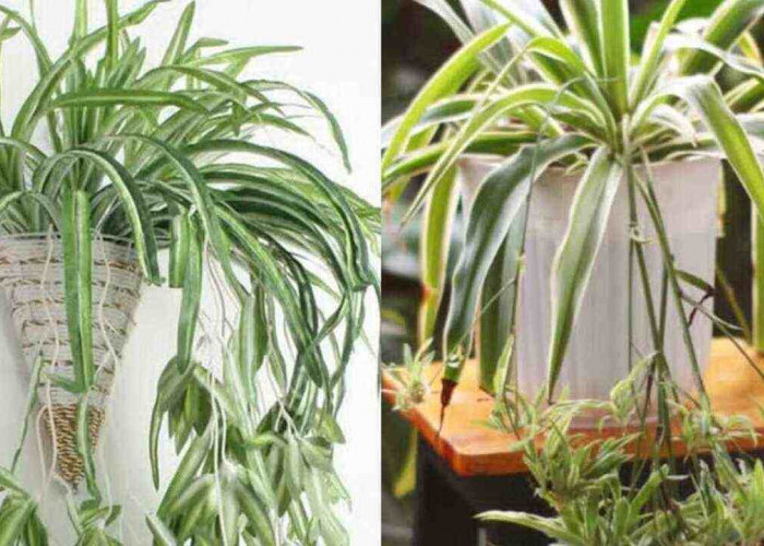 Tanaman Laba-Laba Cocok Ditanam di Air, Solusi Praktis Percantik Ruangan Modern
