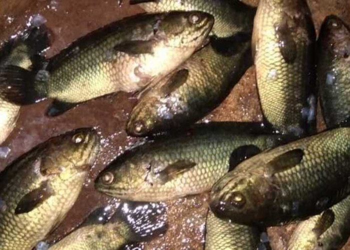 Umpan Jitu Ikan Betok, Racikan Pakan Alami dan Lumut