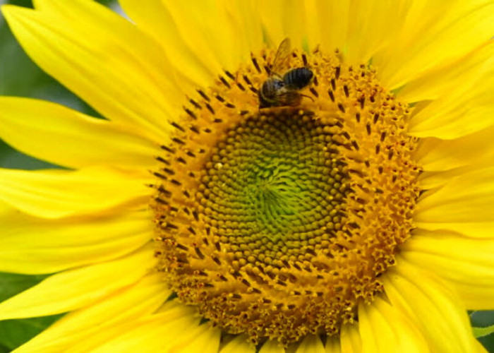 Bunga dan Lebah: Merajut Keindahan Taman Seiring dengan Pelestarian Lebah
