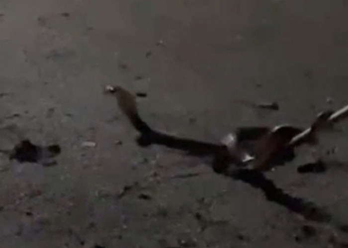 Warga Tapak Lebar Geger, Empat Kobra Sumatera Masuk Permukiman Warga