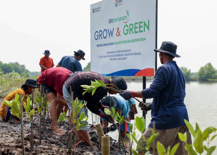 Peringati Hari Mangrove Sedunia, BRI Pertegas Komitmen Selamatkan Lingkungan Lewat Perbaikan Ekosistem Pesisir