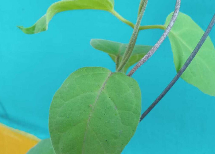 Daun Nangka Kuning, Herbal Sumsel yang Dipercaya Atasi Penyakit Kuning