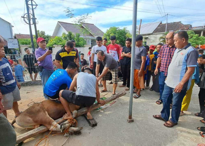 Sembelih 11 Hewan Kurban, Masjid Muhajirin Sukawinatan Bagikan 460 Paket Daging ke Warga RT 50 dan 71