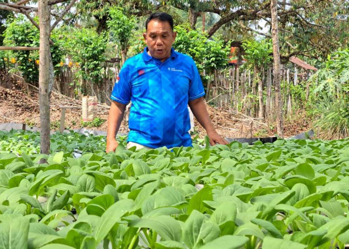 Hobi Jadi Cuan, Kadispora Prabumulih Joko Firdaus Tekuni Hidroponik untuk Tambah Penghasilan
