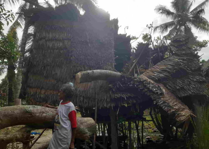 Hujan Deras, Rumah Lansia di Ogan Ilir Ambruk Ditimpa Pohon Tumbang, Begini Kondisinya...