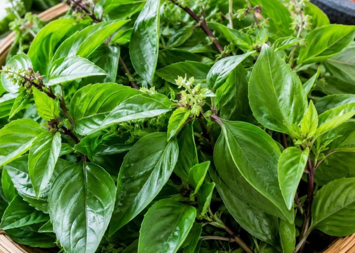 Daun Kemangi Bukan Sekadar Lalapan, Ini Kandungan dan Manfaatnya bagi Kesehatan