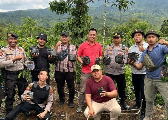 Polisi Temukan Ladang Ganja di OKU Selatan, Ditanam di Sela Pohon Kopi