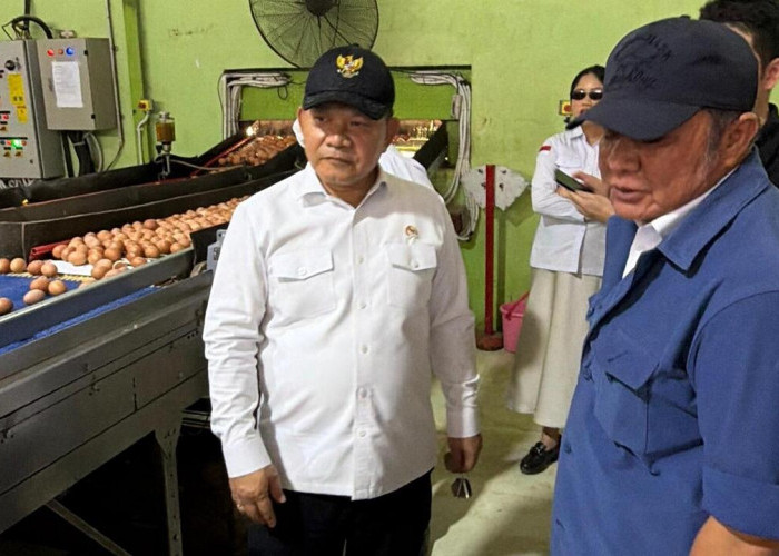 Herman Deru Dampingi Kepala Staf Kepresidenan Tinjau Peternakan Ayam Petelur di Banyuasin