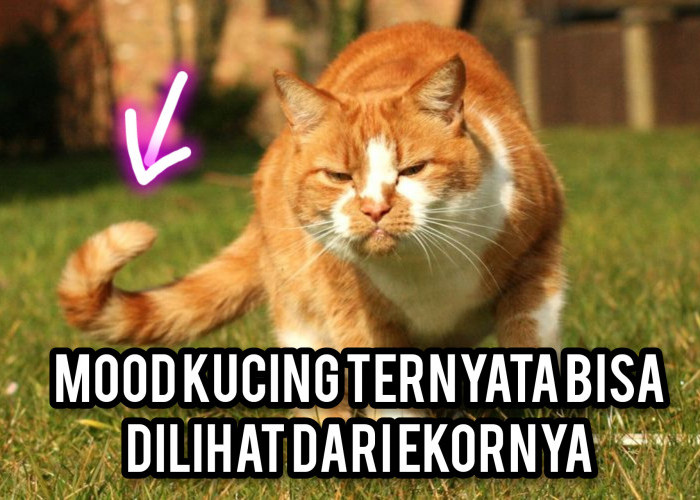 Mood Kucing Ternyata Bisa Dilihat Dari Ekornya, Jangan Coba-Coba Mengganggunya jika Ekornya Seperti Ini