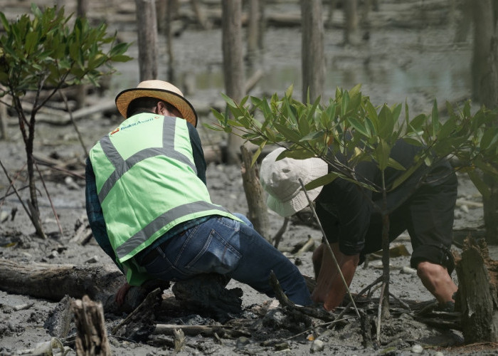 Lanjutkan Konservasi Pesisir, PTBA Tanam 40 Ribu Bibir Mangrove di Lampung Timur