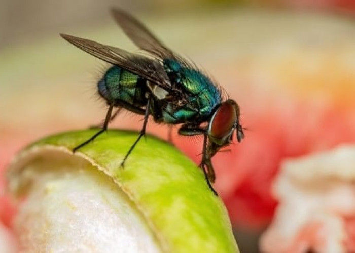 Usir Lalat Jangan di Tepuk, Ya ! Berikut 7 Metode Agar Rumahmu Terhindar dari Lalat