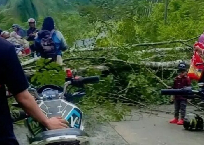 Hendak Mengajar, Guru SD di OKU Tertimpa Pohon Roboh