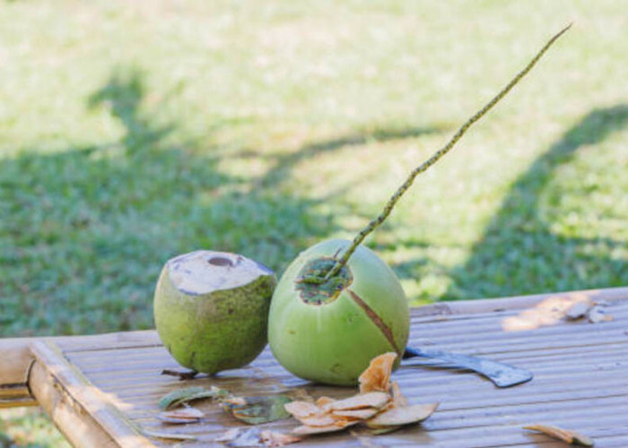 Daging Kelapa dan Air Kelapa: Kelezatan dalam Keunikan Fisik dan Komposisi Kimia