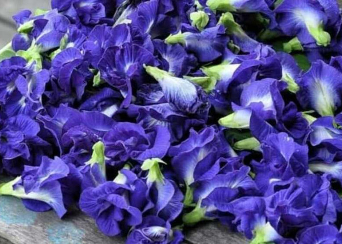 Keindahan Menarik dari Bunga Telang si Bunga Biru Cerah yang Menonjol di Alam