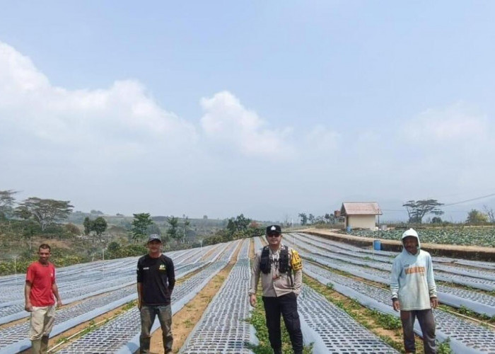 Usia 16 Hari, Bibit Bawang Putih  Tumbuh 3-5 Cm