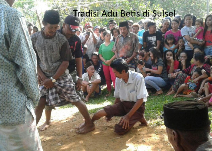 Adu Betis Sulawesi Selatan: Tradisi Unik Penuh Semangat Mengakhiri Musim Panen