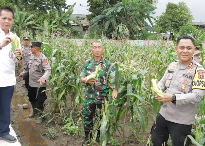 Polres Lubuklinggau Dukung Ketahanan Pangan, Panen Raya Jagung  di P2L Air Kuti