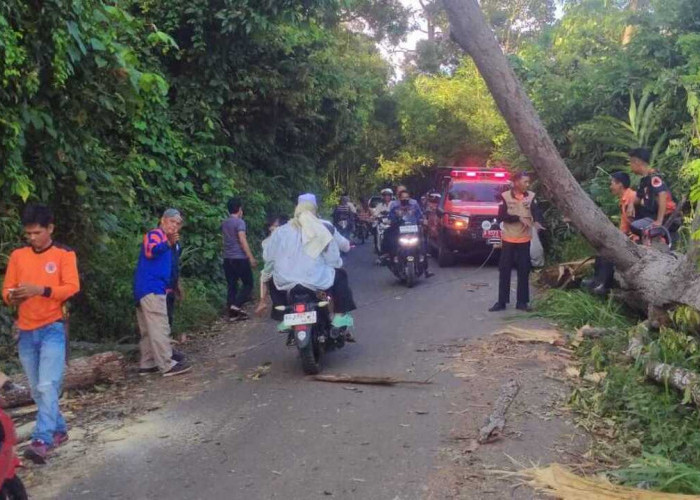 BPBD OKU Evakuasi Pohon Tumbang di Jalinsum Lengkiti