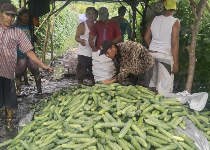 Budidaya Timun di Pulau Semambu: Pilihan Tepat untuk Petani Lokal