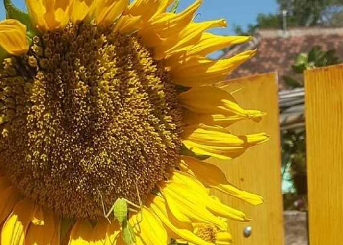 Biji Bunga Matahari: Kekayaan Nutrisi yang Menghadirkan Manfaat Luar Biasa untuk Kesehatan Anda