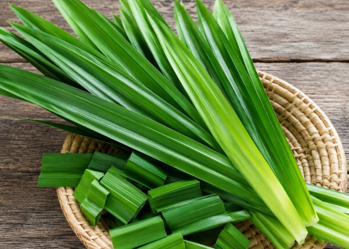 Jaga Pola Hidup Sehat Dengan Pandan Untuk mencegah Penuaan Dini Juga Menghambat Sel Kanker