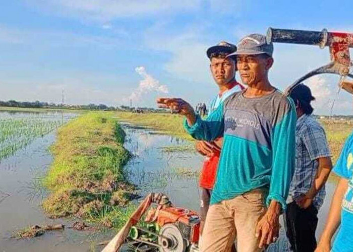 Sawah di Ogan Ilir Terendam Banjir, Petani Pasrah dan Harapkan Bantuan Pemerintah