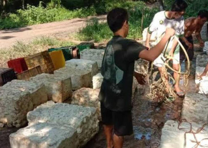 Harga Turun, Petani Karet di OKU Menjerit