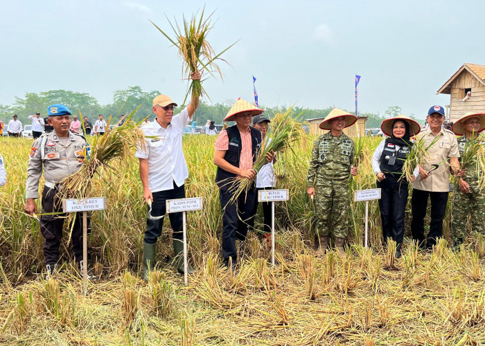 Panen Raya di Lahan Cetak Sawah OKU Timur, Hasil Ubinan Capai 7,76 Ton GKP
