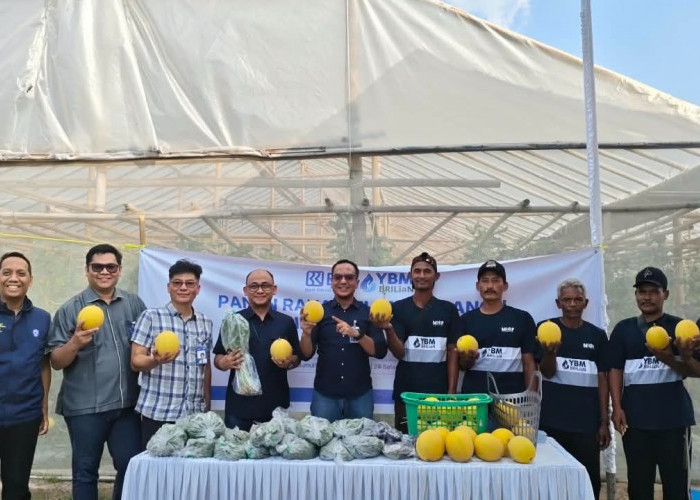Panen Raya Melon Inthanon di Prabumulih, YBM BRILIAN Dorong Kemandirian Ekonomi Mustahik