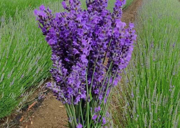 Lavender Bunga Ungu Pengusir Nyamuk yang Dapat Meredakan Depresi