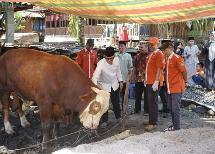 Bupati OKU Sebar 12 Sapi Kurban di Beberapa Desa dan Kecamatan