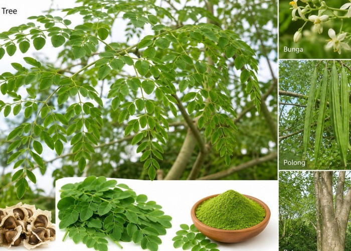 Daun Kelor, Superfood Alami Kaya Nutrisi: Ini Deretan Manfaatnya bagi Kesehatan Tubuh