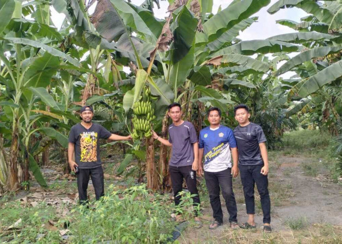 Tingkatkan Ekonomi Masyarakat dan Dukung Program MBG, Pemdes Pangkul Kembangkan Budidaya Pisang Cavendish