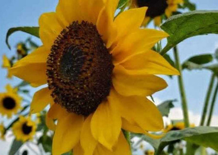 Bunga Matahari, Simbol Kebahagiaan dan Pembawa Energi Positif di Rumah