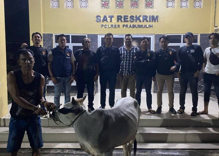 Curi Belasan Sapi di Prabumulih, Seorang Sindikat Spesialis Pencurian Sapi Lintas Kota Ditangkap Tim Resmob