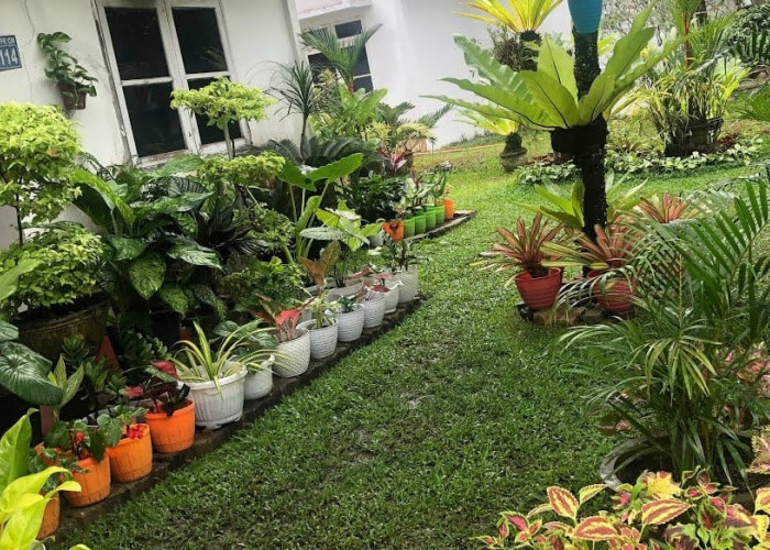 Rindu dengan Alam Terbuka, Sulap Halaman Rumah Menjadi Hutan Mini Tempat Ramah untuk Anak Bermain 