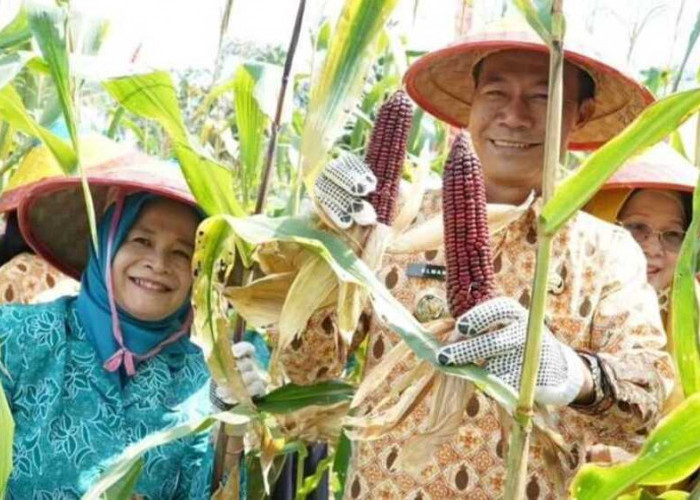 Panen Jagung Batik, Pj Wako Prabumulih: Jika Diseriusi Dapat Meningkatkan Ekonomi Keluarga